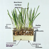 Cat Wellness Organic Grass Snack